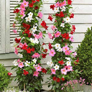 May include: Two climbing plants with pink, white, and red flowers growing up trellises against a white wooden wall.