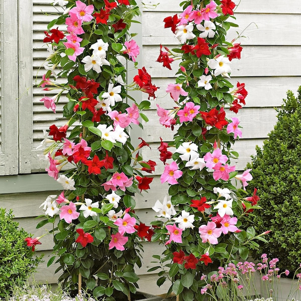 SPRING SALE - 3 Pack Color Blast Mandevilla - Red & White