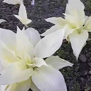 Hosta WHITE FEATHER Live Plant Perennial starter root bulb rhizome emerges pure white in Spring Shipping image 2
