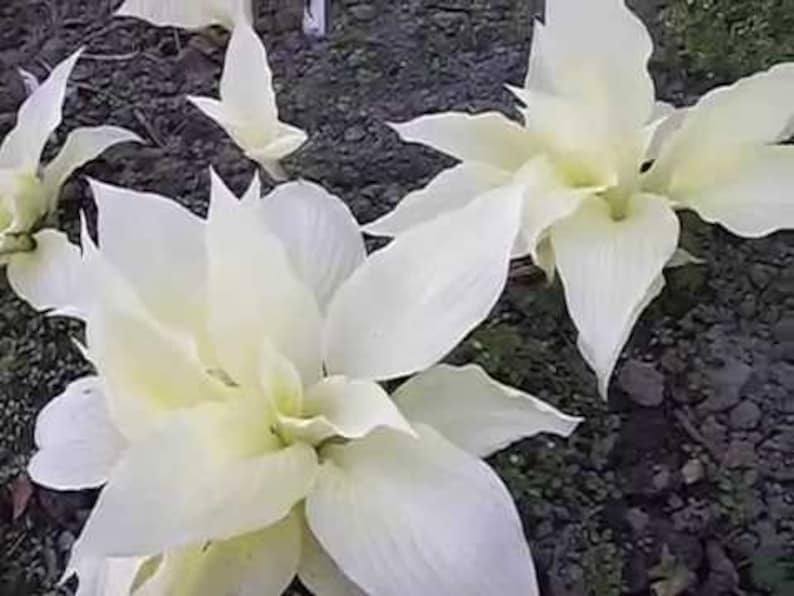 Hosta WHITE FEATHER Live Plant Perennial starter root bulb rhizome emerges pure white in Spring Shipping image 2