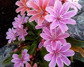 Little Plum Lewisia Live Plant Flowers Perennial zone 4-9 USA Seller Rock Gardens