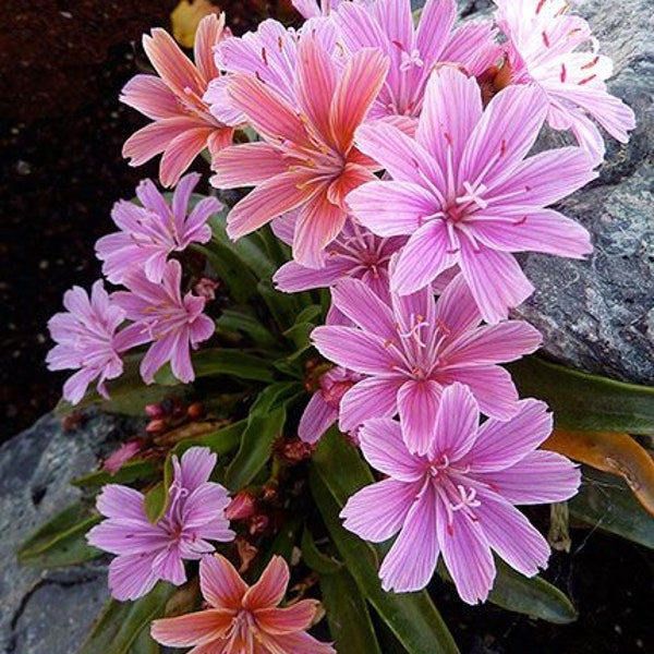 Little Plum Lewisia Live Plant Flowers Perennial zone 4-9 USA Seller Rock Gardens