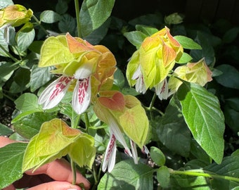 Variegated Shrimp Fruit Cocktail Vine Live Plants White with Red Flowers House Plant