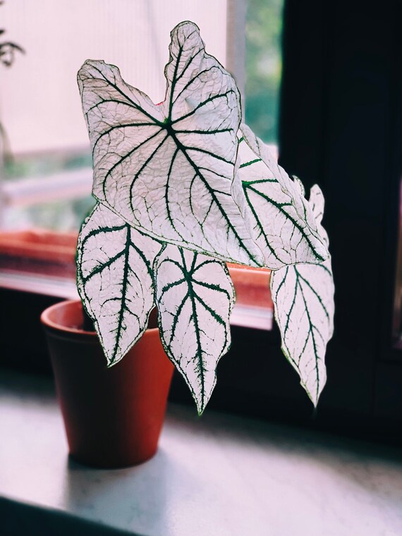 Small christmas sale plants