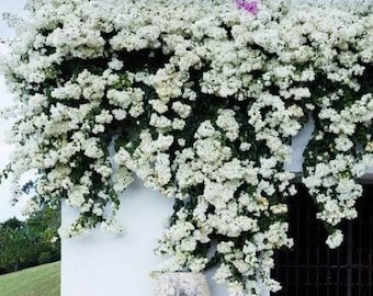 White Bougainvillea Trumpet Vine Flower Live Plant STARTER PLANTS in small pot 2.5" x 4" inch plants in pots Hummingbird Flowers