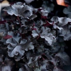 Obsidian Black Plants Heuchera with Flowers Perennial Live Plant Summer Spring Flower FULL Sun Coral Bells image 1