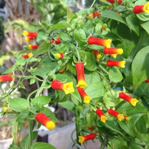 Candy Corn Vine Live Plants Manettia Bicolor Orange and Yellow Flowers House Plant