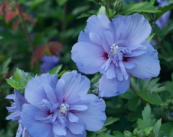 Blue Hibiscus Chiffon Rose of Sharon