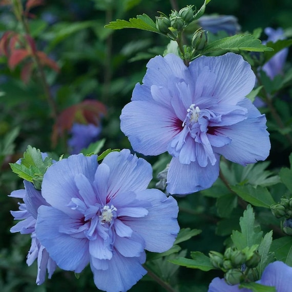 Blue Hibiscus Chiffon Rose of Sharon