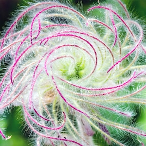 Prairie Smoke (geum triflorum) Flowers Perennial zone 3-8 U S A Seller Cotton Candy Puffs Elegant Blooms