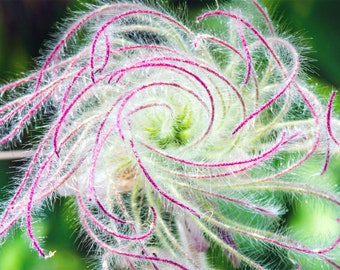 Prairie Smoke (geum triflorum) Flowers Perennial zone 3-8 U S A Seller Cotton Candy Puffs Elegant Blooms