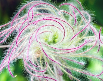 Prairie Smoke (geum triflorum) Flowers Perennial zone 3-8 U S A Seller Cotton Candy Puffs Elegant Blooms