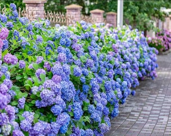 All Summer Beauty Hydrangea Cuttings plants Japanese Plant LIVE Bush Tree Small Starter Fast Growing Tree Spring Flowers RARE