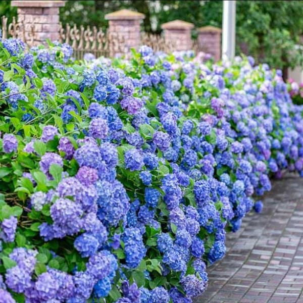 All Summer Beauty Hydrangea Cuttings plants Japanese Plant LIVE Bush Tree Small Starter Fast Growing Tree Spring Flowers RARE