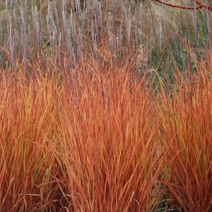 Autumn Flame Grass Purpurascens Perennial Ornamental 1 Live Plant Clumping Fast Growing Plants dormant through winter image 5