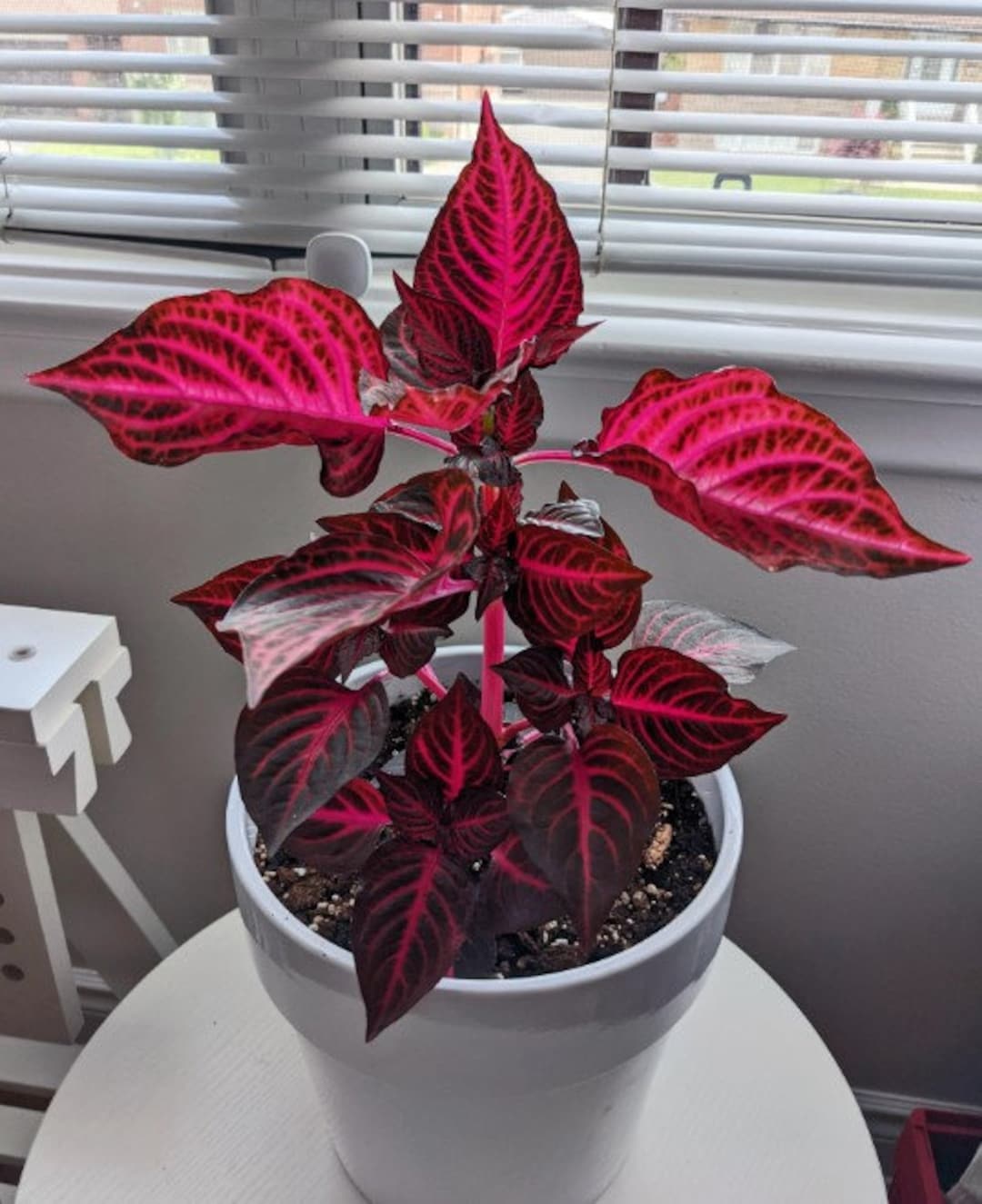 Bloodleaf Iresine RED Houseplants Live Plant in Pot Indoor Small Starter USA Seller RARE Fast Growing