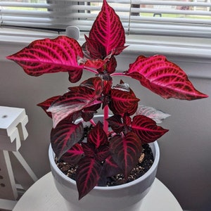 Bloodleaf Iresine RED Houseplants Live Plant in Pot indoor small starter USA Seller RARE Fast Growing Plants for Home Decor Succulents