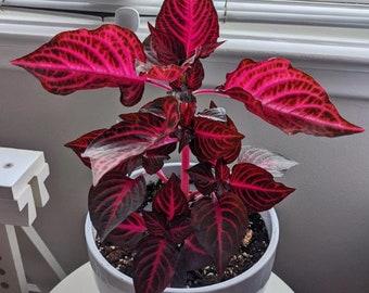 Bloodleaf Iresine RED Houseplants Live Plant in Pot indoor small starter USA Seller RARE Fast Growing Plants for Home Decor Succulents