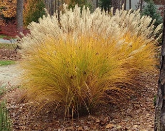 Gracillimus Fire Grass sinensis Perennial Ornamental 1 Live Plant Clumping Fast Growing Plants