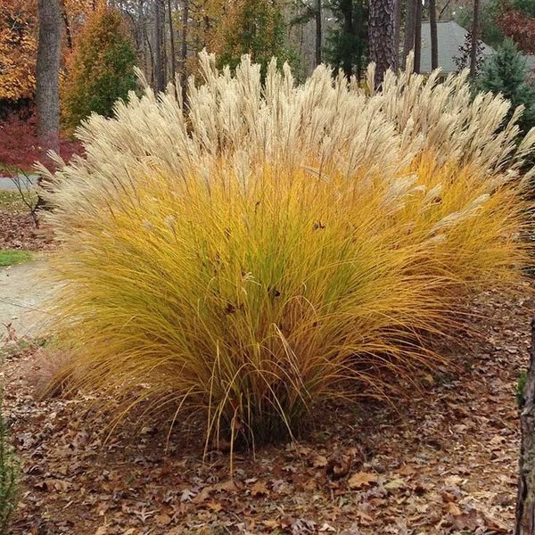 Gracillimus Fire Grass sinensis Perennial Ornamental 1 Live Plant Clumping Fast Growing Plants