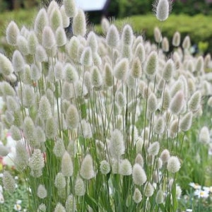 BUNNY TAILS White Grass Laurus ovatus Perennial Ornamental 1 Live Plant Clumping