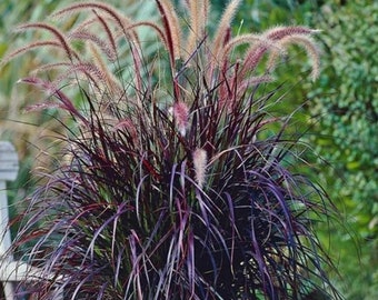 SPRING SALE - 3 PACK Black Fountain Grass Pennisetum xadvena Purple Rubrum Perennial Ornamental 1 Live Plant Clumping