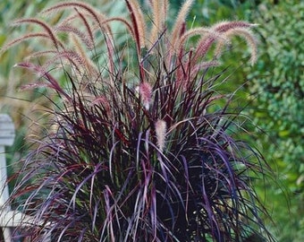 Black Fountain Grass Pennisetum xadvena Purple Rubrum Perennial Ornamental 1 Live Plant Clumping SALE