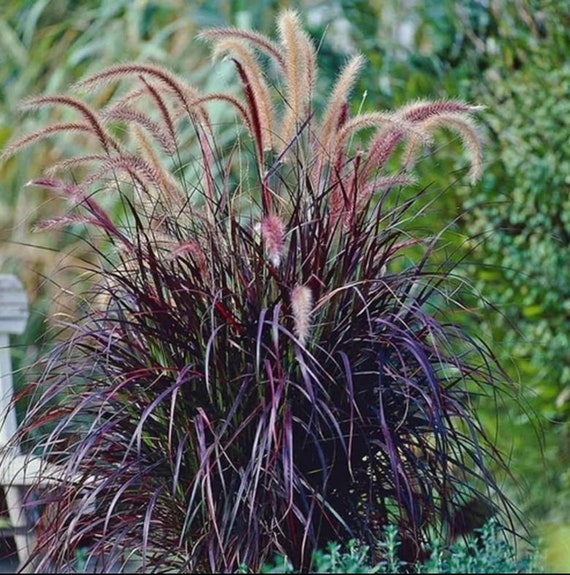 Purple Fountain Grass Pennisetum Setaceum 'Rubrum