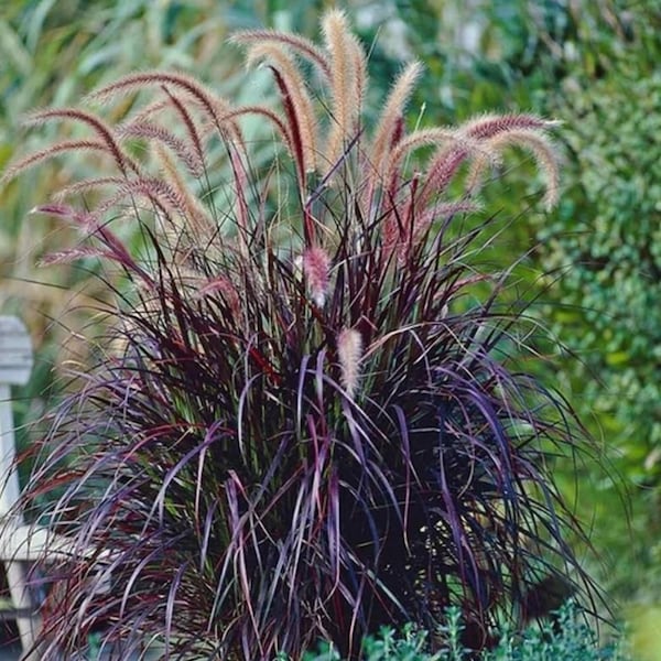 Black Fountain Grass Pennisetum xadvena Purple Rubrum Perennial Ornamental 1 Live Plant Clumping SALE
