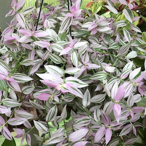 Lavender Tradescantia Fluminensis Variegata Houseplants Live Plant in Pot indoor 2.5" Pot Rare Fast Growing Plants Home Decor Gift