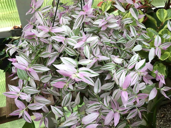 Lavender Tradescantia Fluminensis Variegata Houseplants Live Plant in Pot  Indoor 2.5 Pot Rare Fast Growing Plants Home Decor Gift 