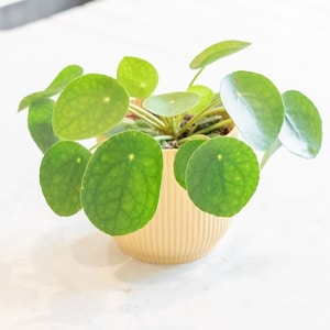 May include: A small, potted plant with round, green leaves. The plant is in a light yellow, ribbed pot.