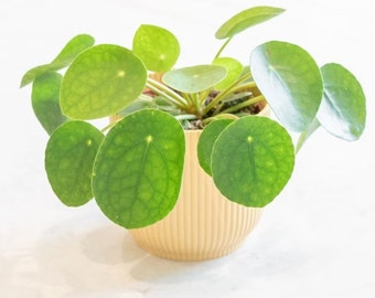 Chinese Money Plant (Pilea Peperomioides) Live in Pot Perfect Gift House Plants Low Light Indoor houseplants | Pancake Plant