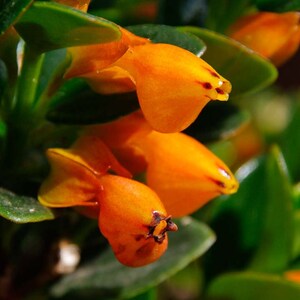May include: Close-up of vibrant orange flowers with a unique, bell-like shape. The flowers have small, dark red markings and are surrounded by glossy green leaves. The image highlights the natural beauty of the plant.