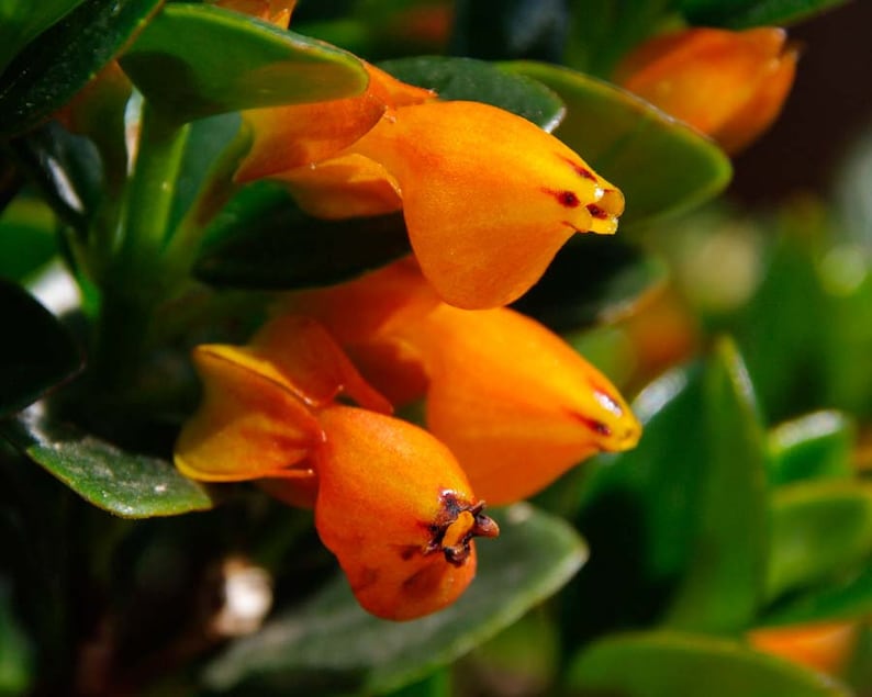 May include: Close-up of vibrant orange flowers with a unique, bell-like shape. The flowers have small, dark red markings and are surrounded by glossy green leaves. The image highlights the natural beauty of the plant.