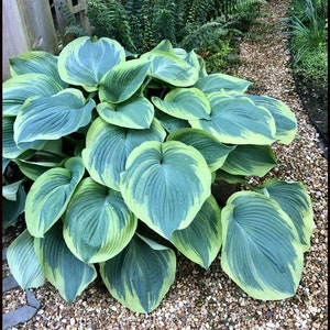 Hosta Earth Angel Shade Plants Live Plant Perennial starter root bulb rhizome FRAGRANT Flowers