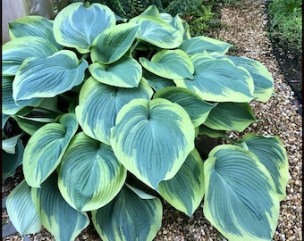 Hosta Earth Angel Shade Plants Live Plant Perennial starter root bulb rhizome FRAGRANT Flowers