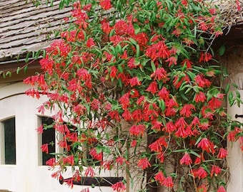SPRING SALE Major Wheeler Honeysuckle Trumpet Vine Flower Live Plant starter plants in small pot 2.5" x 4" inch plants Hummingbird Flowers