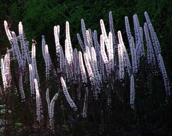 Actaea simplex Black Negligee Purple-leaf Bugbane Cohosh White Flowers Spikes Perennials Live Plants