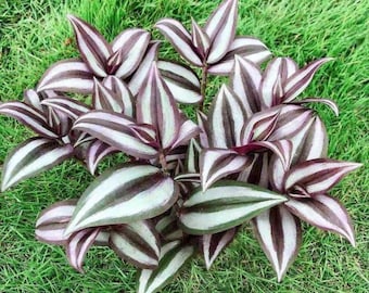 Tradescantia Zebrina Burgundy Wandering Jew Houseplants Live Plant in Pot indoor small starter USA Seller RARE Fast Growing Plants