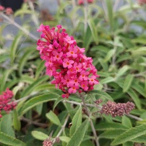 May include: A vibrant pink butterfly bush flower spike with small, four-petaled blossoms featuring orange centers. The conical cluster is surrounded by lance-shaped, light green leaves and other budding flower stalks on a woody shrub plant.