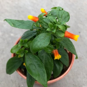 Candy Corn Vine Live Plants Manettia Bicolor Orange and Yellow Flowers House Plant image 3