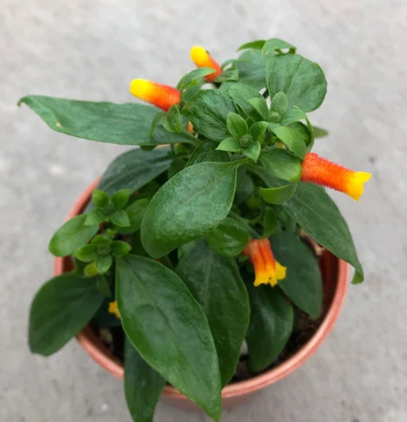 Candy Corn Vine Live Plants Manettia Bicolor Orange and Yellow Flowers House Plant image 3