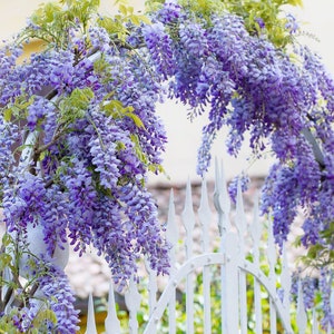 Blue Chinese Wisteria Tree Flowering Fast Growing Trees