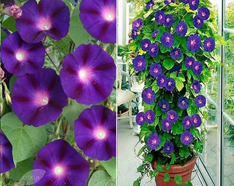 Grandpa Ott Morning Glory Vine Live Plants Blue Pink Purple Flowers House Plant Perennial