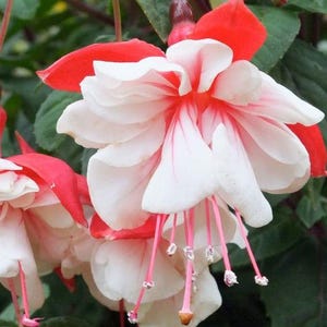 LAST STOCK SALE - Fuchsia Swingtime Pink Flowers Great for Hanging Baskets Live Plant