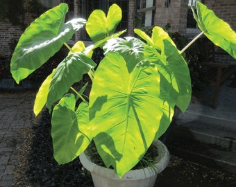 Lime Green Elephant Ears Colocasia Maui Gold Live Plants