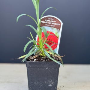 May include: A small potted plant with green leaves and a red flower. The plant tag reads "Dianthus SCENT FIRST&trade; PASSION ('WP PASSION')" Pinks/Oeillet.