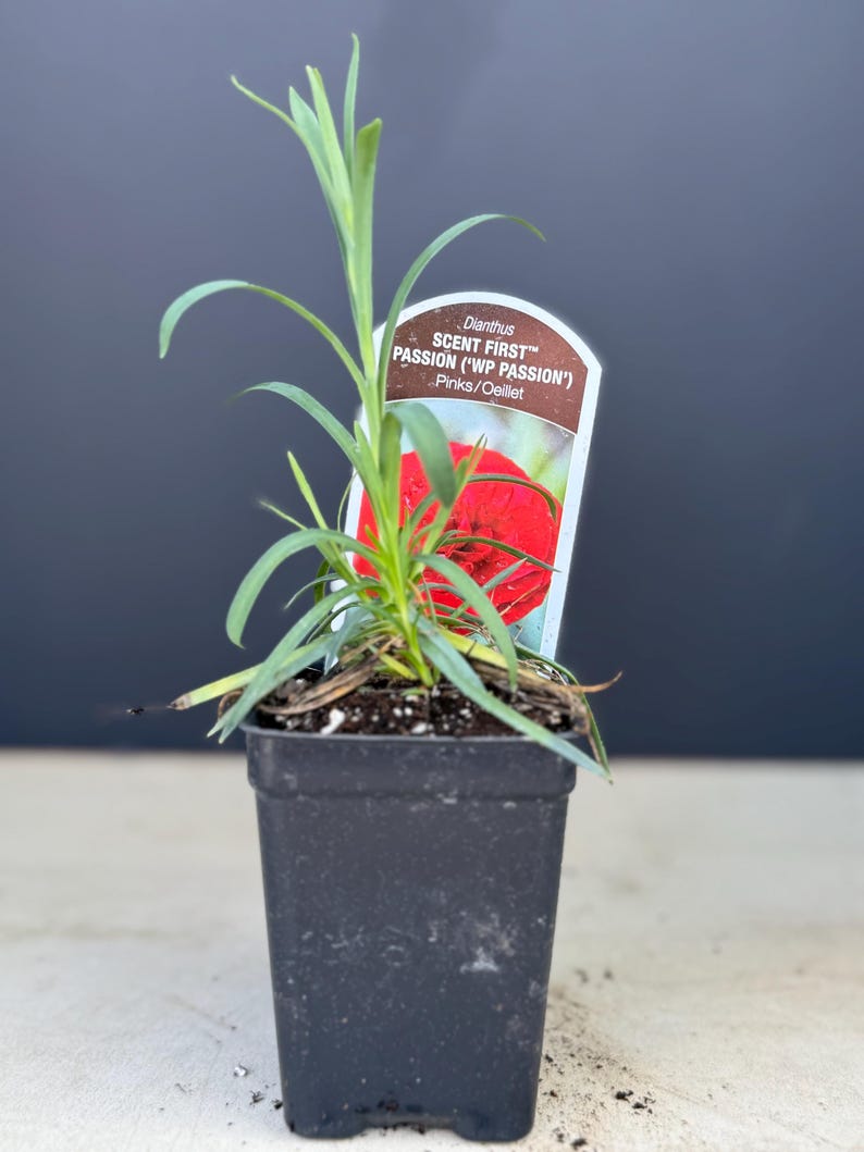 May include: A small potted plant with green leaves and a red flower. The plant tag reads "Dianthus SCENT FIRST&trade; PASSION ('WP PASSION')" Pinks/Oeillet.