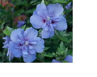 Blue Hibiscus Chiffon Plants Live Plant Flowers grows to 8-12 Feet Tall Perennial zone 4-9 fast growing plants Cold Hardy
